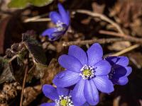Die ersten Leberblümchen blühen bereits